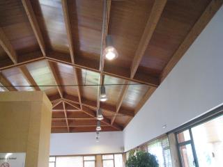 Img. 3 M. Pino Silvestre.JPG